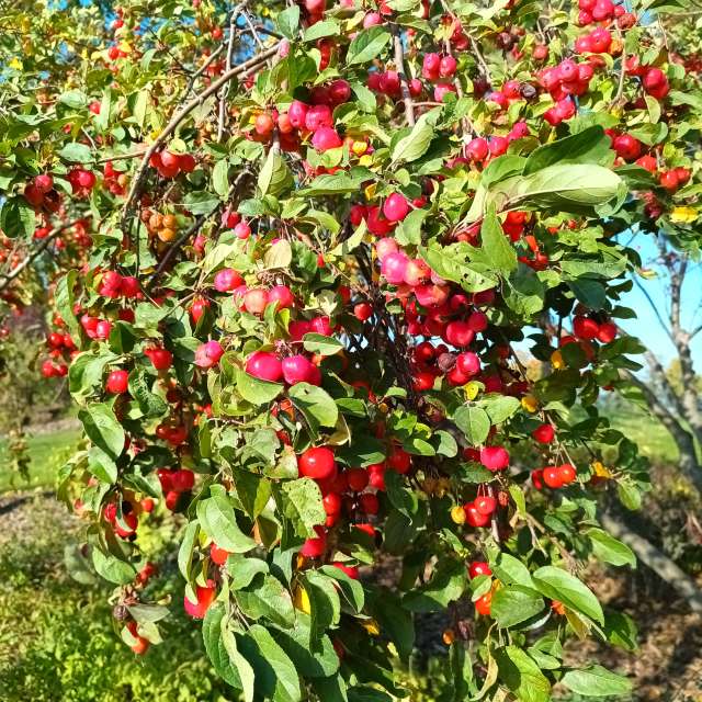 Aus Holz. Wettervorhersagen mit schönen Fotos von Kripo Fotos Niederösterreich