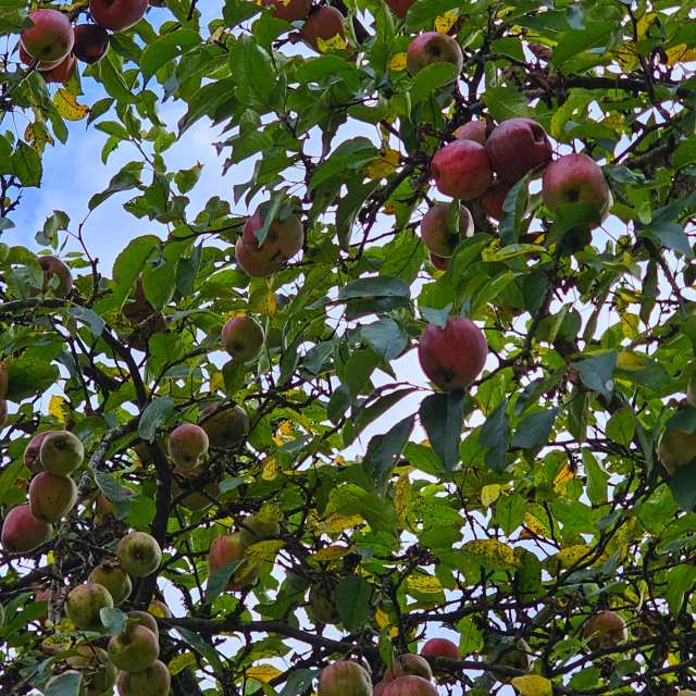 Apple. Weather forecasts with beautiful photos by Seni Photos in Velbert