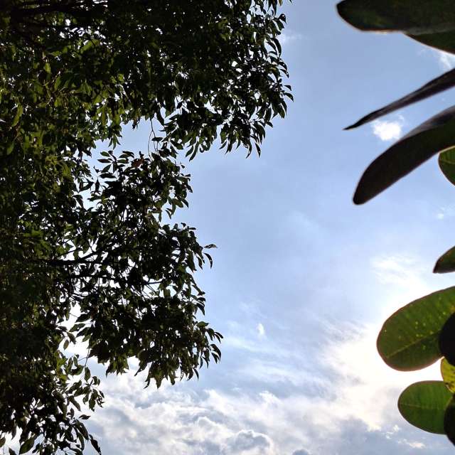 Cactus. Weather forecasts with beautiful photos by Wen-ya Huang Photos in Kaohsiung City