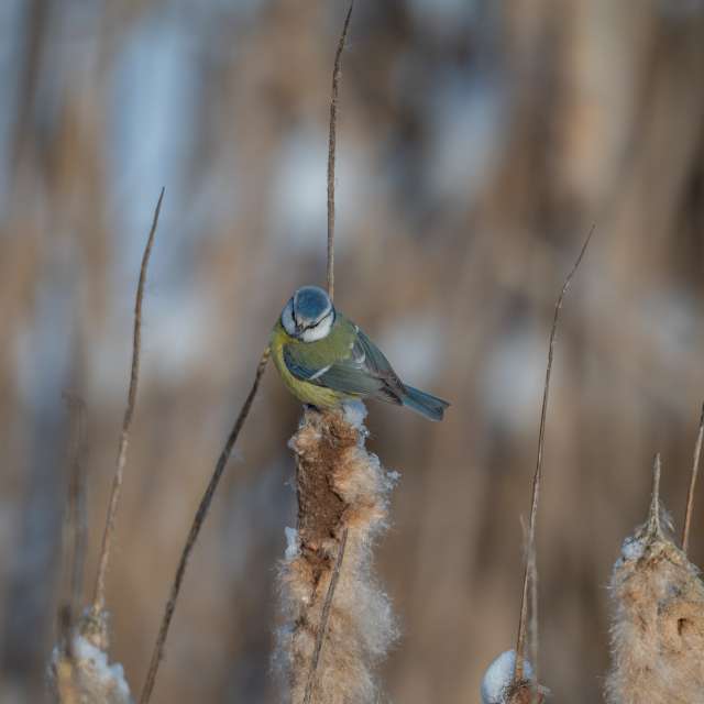 Previsões do tempo com lindas fotos de ooee
