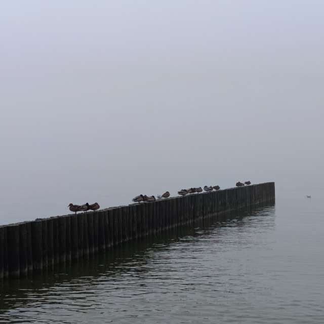 Fotos Navio. Previsões do tempo com lindas fotos de Михаил Бондаренко em Pionerskiy