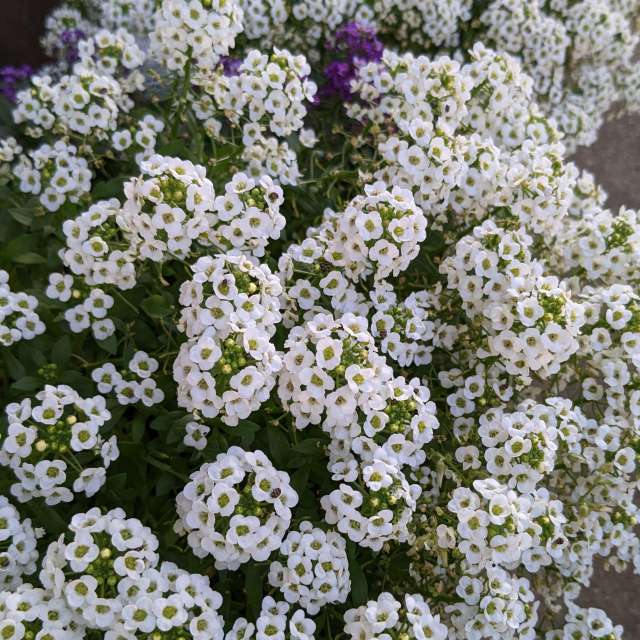 Fotos Frente. Previsões do tempo com lindas fotos de あさのジジ em Okayama