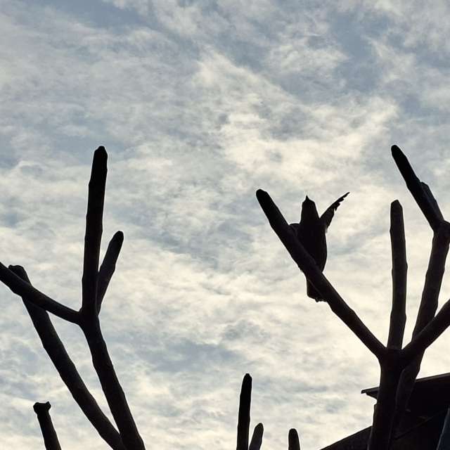 Cactus. Weather forecasts with beautiful photos by Wen-ya Huang Photos in Kaohsiung City