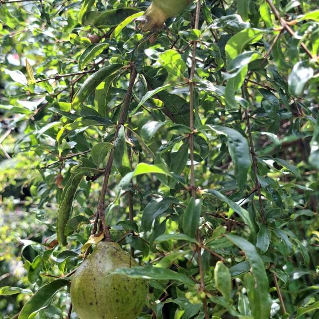 Fotos Urso. Previsões do tempo com lindas fotos de Wen-ya Huang em Kaohsiung City