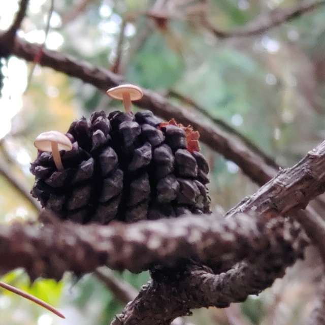 Jazzinevirgaの美しい写真による天気予報