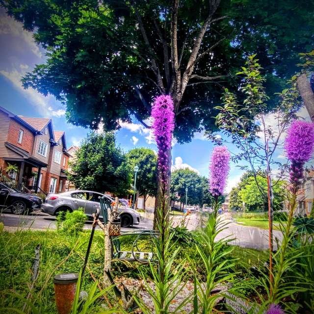 Feu. Wettervorhersagen mit schönen Fotos von Lulu5523 Fotos le Plateau