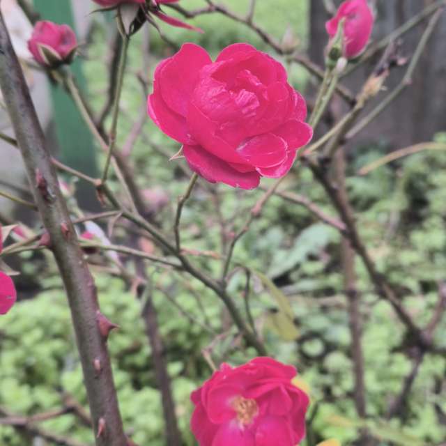 Pronósticos del tiempo con hermosas fotos de YanBog