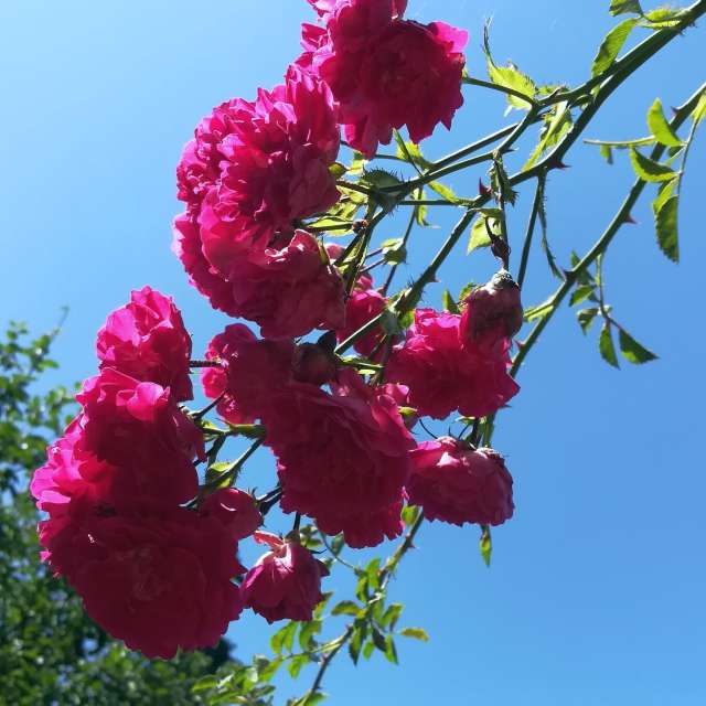Tisch. Wettervorhersagen mit schönen Fotos von Muschelschloss Fotos Bayern