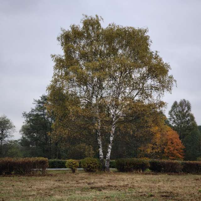 Weather forecasts with beautiful photos by Amanda_and_Valdemar_Che