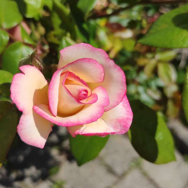 Tisch. Wettervorhersagen mit schönen Fotos von Kripo Fotos Niederösterreich