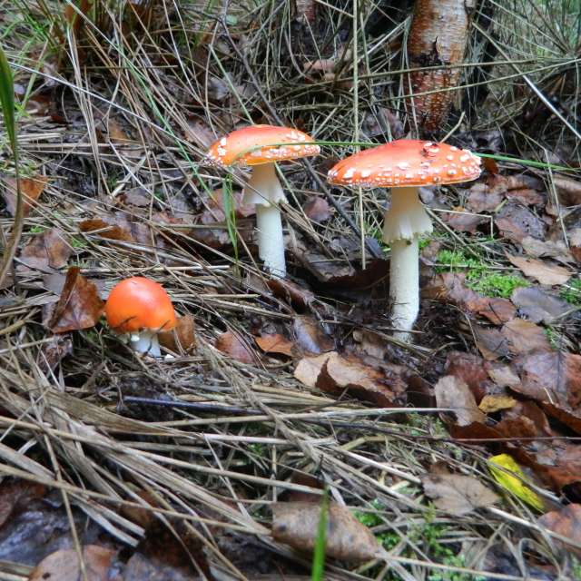 天气预报，带ivan-ko精美的照片