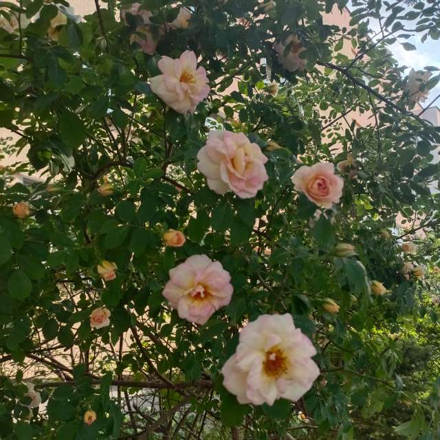 Ania-12の美しい写真による天気予報