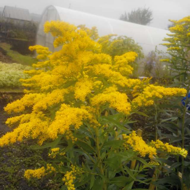 Pronósticos del tiempo con hermosas fotos de Serge_sergeeff