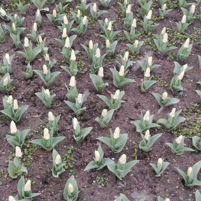 Aus Holz. Wettervorhersagen mit schönen Fotos von Kripo Fotos Niederösterreich