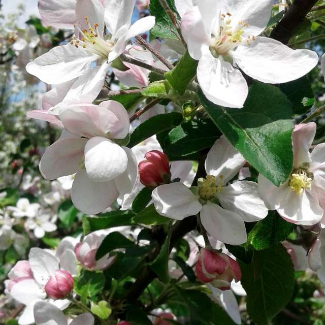 Plant. Weather forecasts with beautiful photos by urashm Photos in Khmelnytskyi