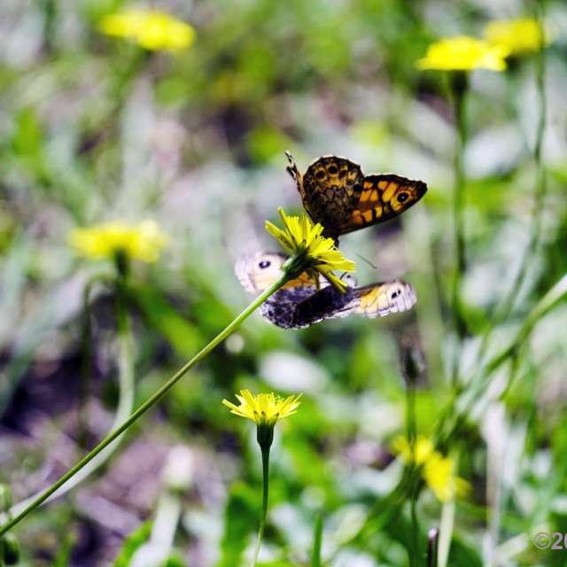 Weather forecasts with beautiful photos by Fon_Tunnissen