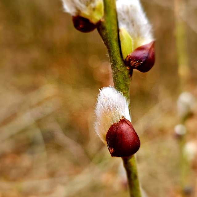 Apple. Weather forecasts with beautiful photos by Seni Photos in Velbert