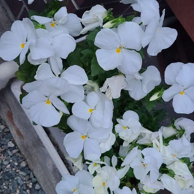 Fotos Pizza. Previsões do tempo com lindas fotos de あさのジジ em Okayama