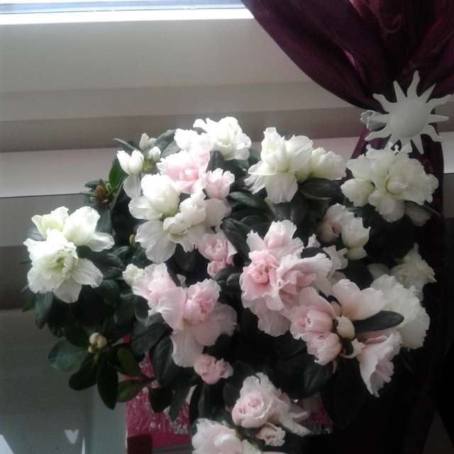 天气预报，带aida-khaldi精美的照片