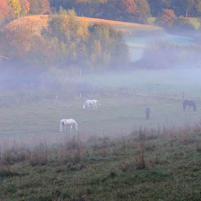 Flock. Weather forecasts with beautiful photos by Seni Photos in Velbert