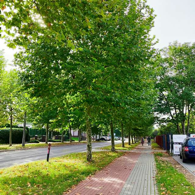 Fotos del Verde. Pronósticos del tiempo con hermosas fotos de Romek58 en Wieluń