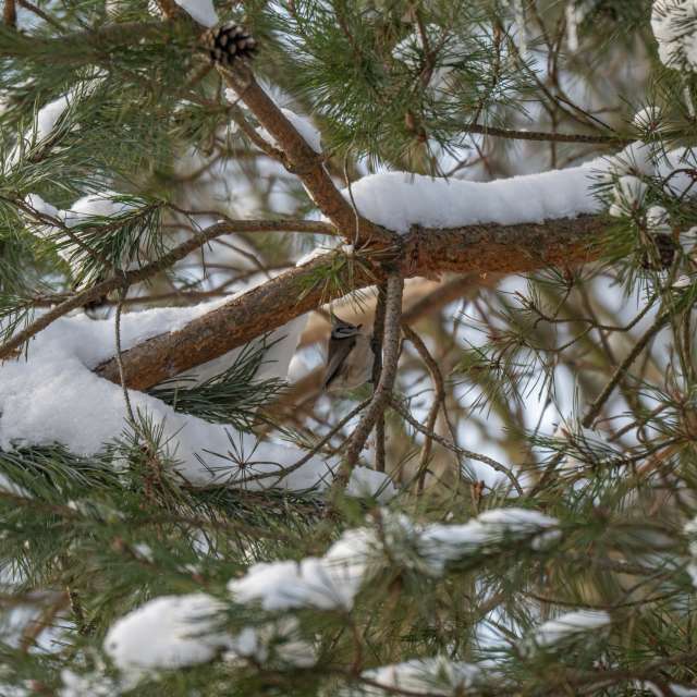 Previsões do tempo com lindas fotos de ooee