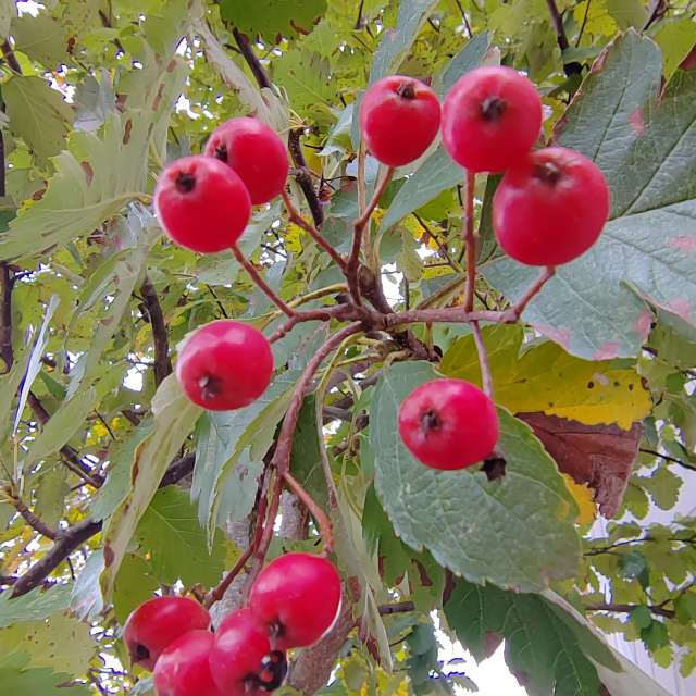 Fruit. Weather forecasts with beautiful photos by Albert_Smelovtsev Photos in Roza Khutor