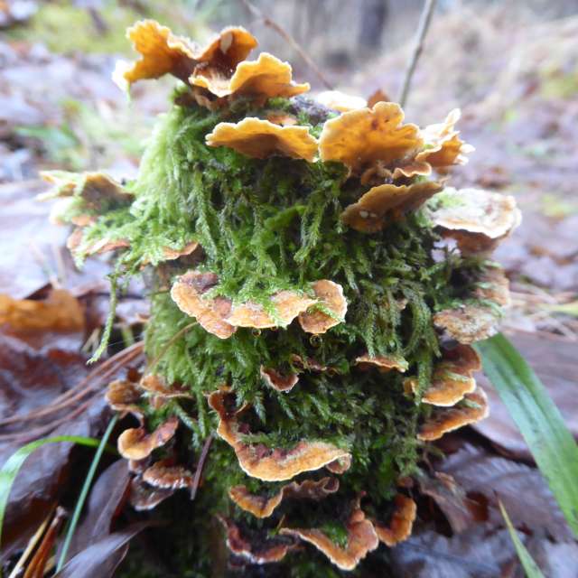 AlmaGenute53の美しい写真による天気予報