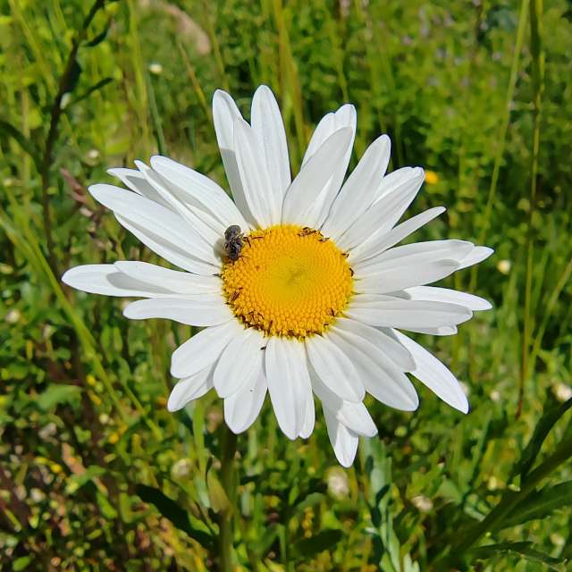 Vase. Weather forecasts with beautiful photos by Albert_Smelovtsev Photos in Roza Khutor