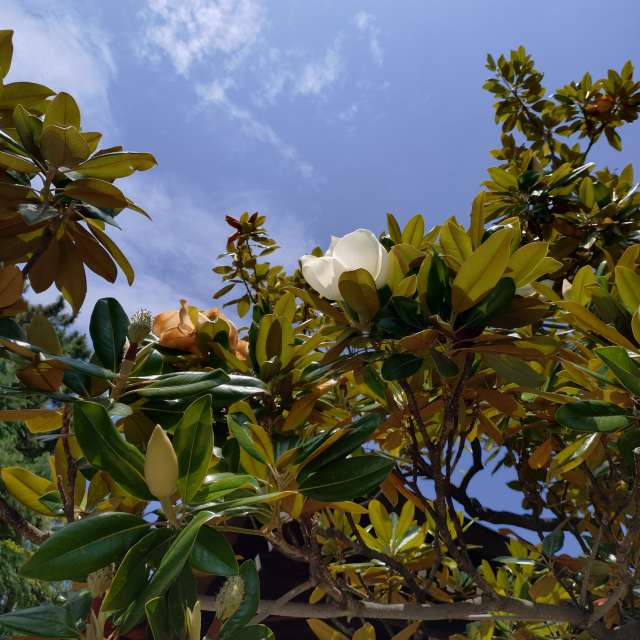 Fotos del Calle. Pronósticos del tiempo con hermosas fotos de kon__miyuki en Nada Ward