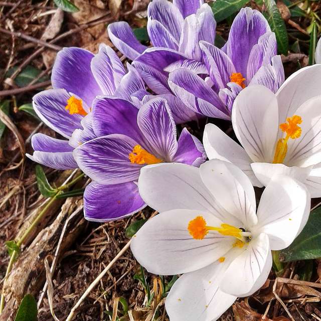 Crocus. Weather forecasts with beautiful photos by urashm Photos in Khmelnytskyi