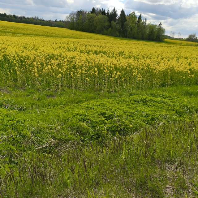 Hintergrund. Wettervorhersagen mit schönen Fotos von Valiukas Fotos Litauen