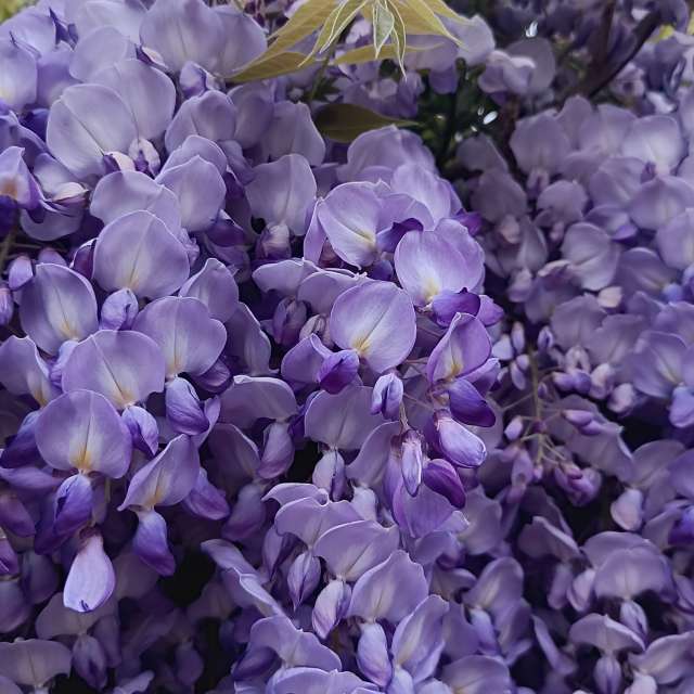 Fotos del Azul. Pronósticos del tiempo con hermosas fotos de YanBog en București