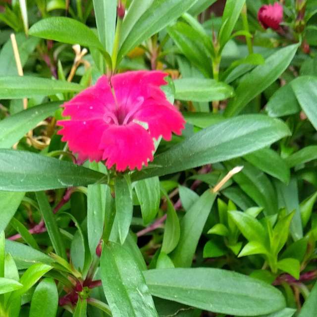 Fotos Jardim. Previsões do tempo com lindas fotos de あさのジジ em Okayama