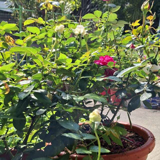 Fotos Arbustos. Previsões do tempo com lindas fotos de Wen-ya Huang em Kaohsiung City