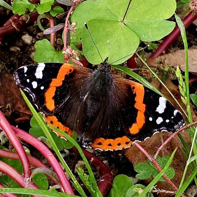 Weather forecasts with beautiful photos by Rosa