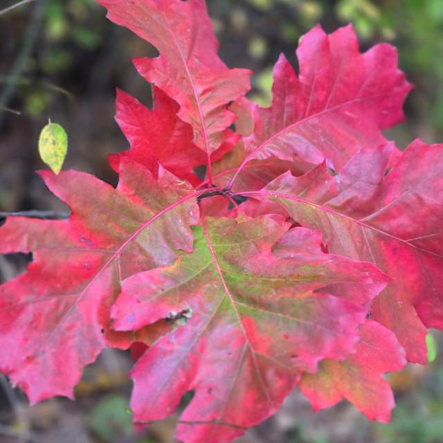 Maple. Weather forecasts with beautiful photos by Seni Photos in Velbert