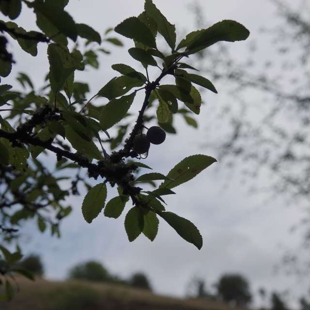天气预报，带Vasek325精美的照片