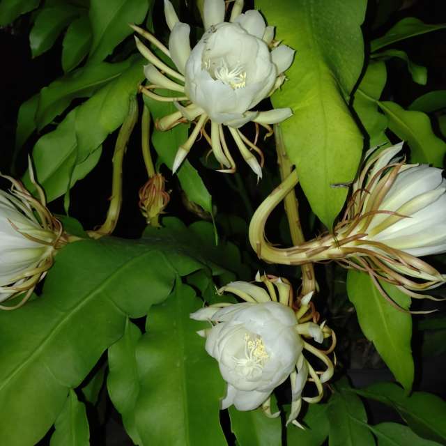 Dog. Weather forecasts with beautiful photos by Wen-ya Huang Photos in Kaohsiung City