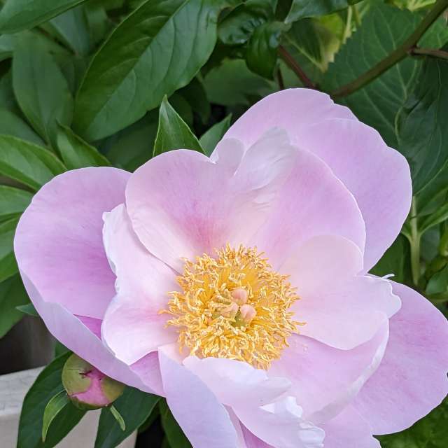 Fotos Rosa. Previsões do tempo com lindas fotos de あさのジジ em Okayama