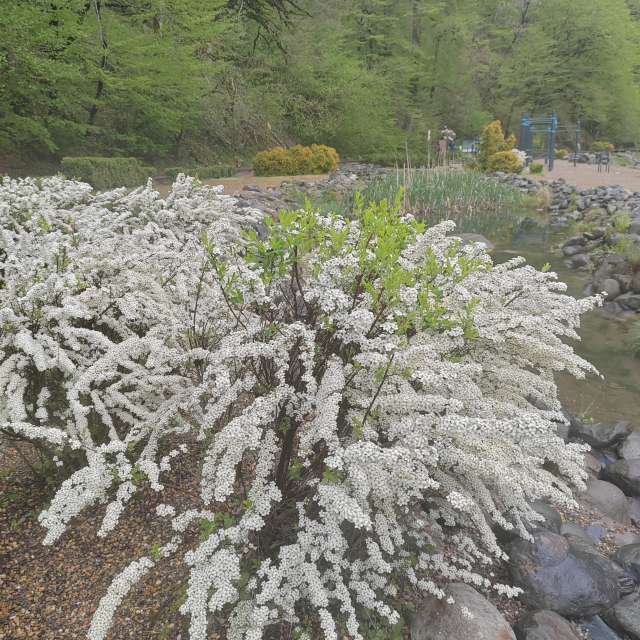 Herd. Weather forecasts with beautiful photos by Albert_Smelovtsev Photos in Roza Khutor