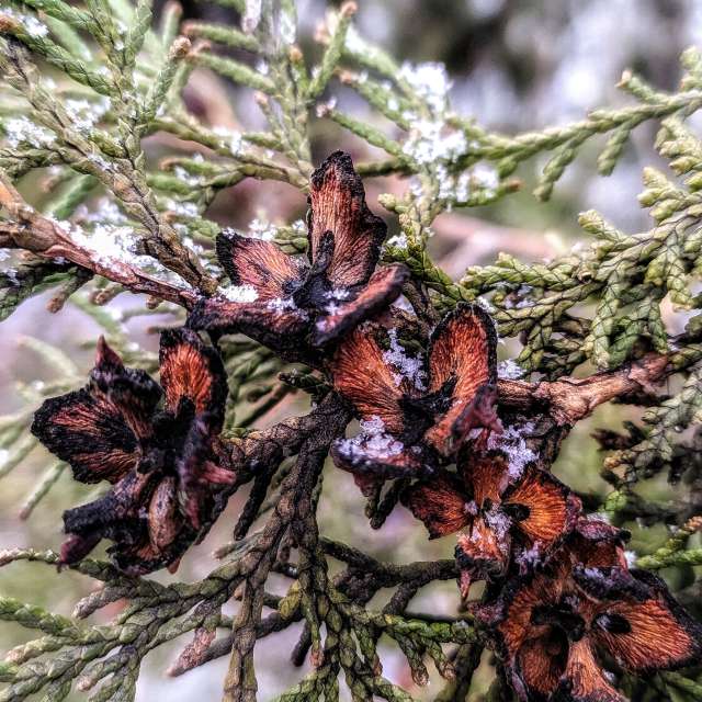 天气预报，带aastrelkova精美的照片