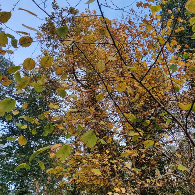 Forest. Weather forecasts with beautiful photos by Zorrra Photos in Kladow