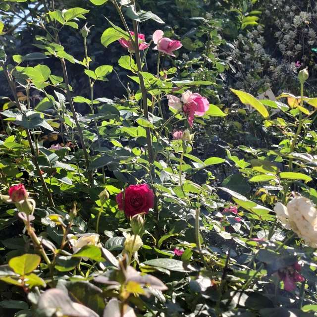 Garden. Weather forecasts with beautiful photos by Wen-ya Huang Photos in World