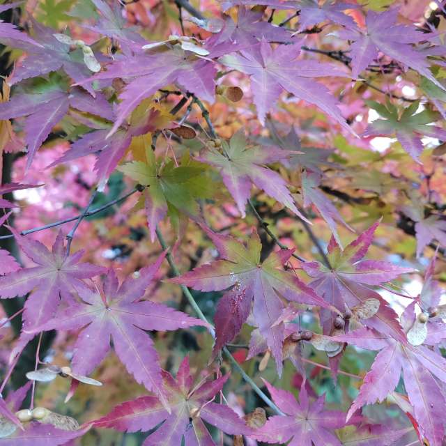 Pink. Weather forecasts with beautiful photos by Albert_Smelovtsev Photos in Roza Khutor