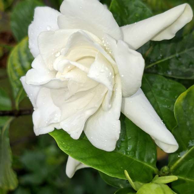 Laying. Weather forecasts with beautiful photos by Wen-ya Huang Photos in Kaohsiung City