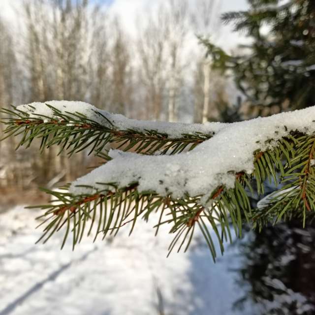 Previsões do tempo com lindas fotos de Madlen