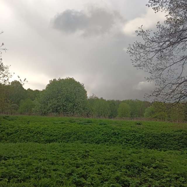 Pasture. Weather forecasts with beautiful photos by Amanda_and_Valdemar_Che Photos in Izmaylovo District