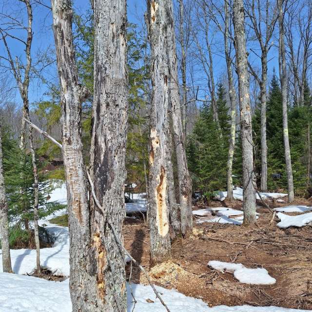 Weather forecasts with beautiful photos by NorthernMichiganBeauty