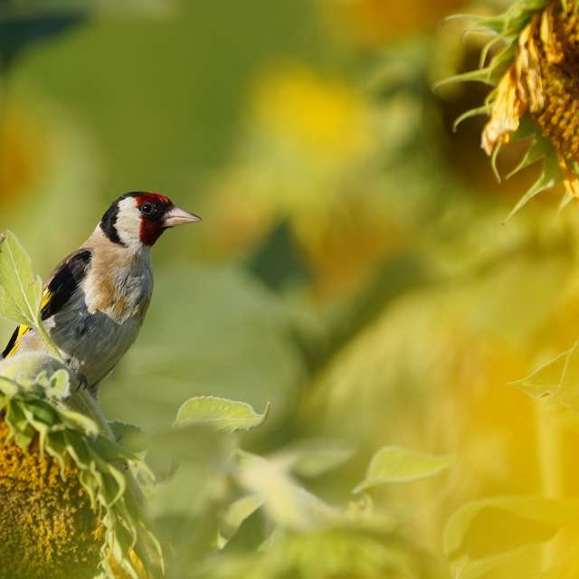 Fotos sobre el clima en Mercado. Pronósticos del tiempo con hermosas fotos de Flösch